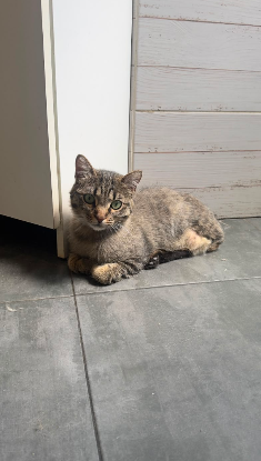 Adopter Isis