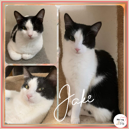 Adopter Jake