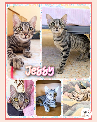 Adopter Jessy