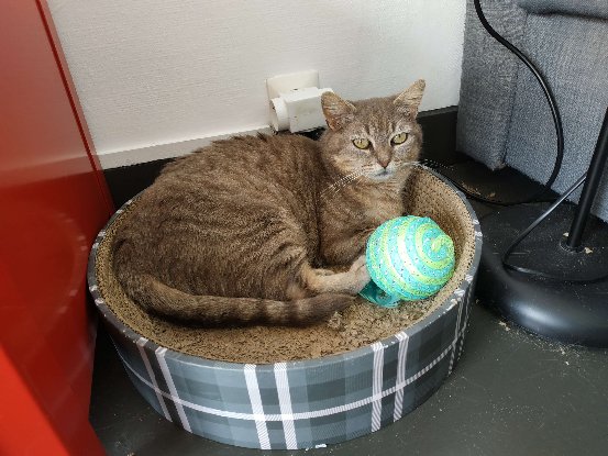 Adopter Jinx