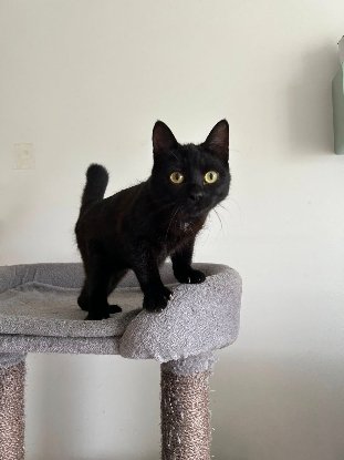 Adopter K