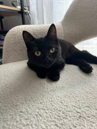 Adoption K