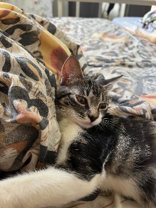 Adopter Kali
