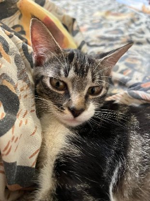 Adopter Kali