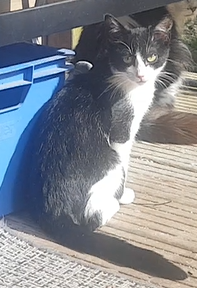 Adopter Kandy