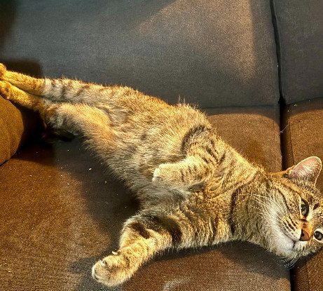 Adopter Keira
