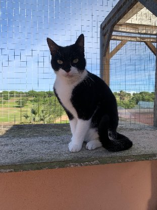 Adopter Ken
