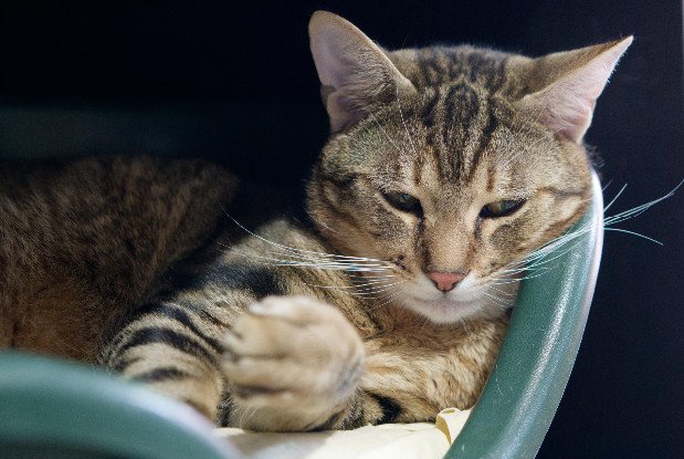 Adopter Kerry