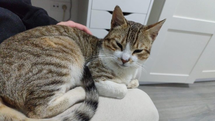 Adopter Kevin