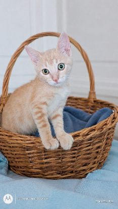 Adopter Kiwi