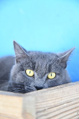 Adopter Kornog