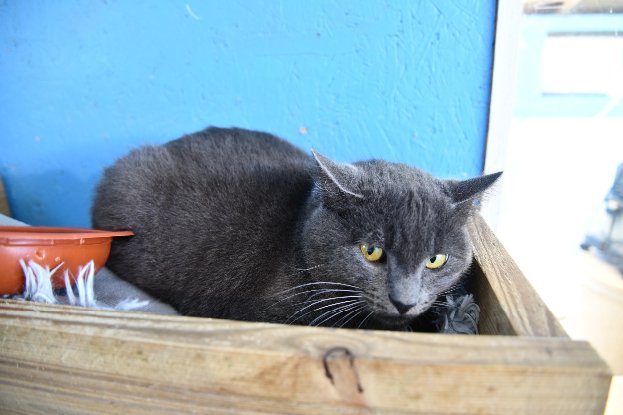Adopter Kornog