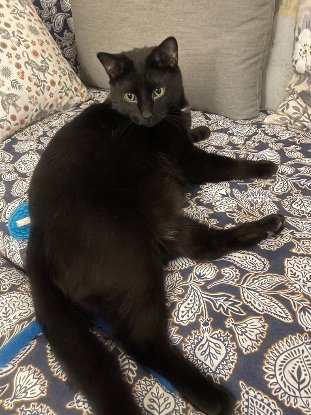 Adoption Kuro
