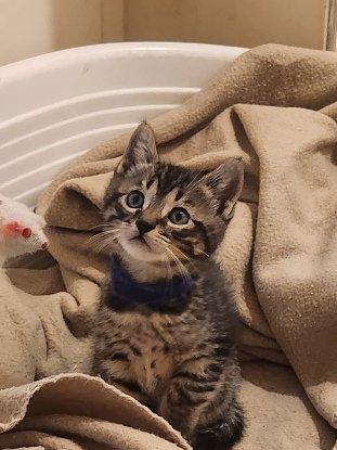 Adopter Laurel