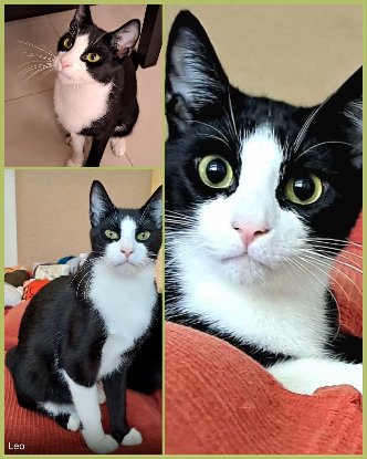 Adopter Leo