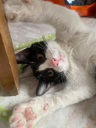 Adopter Leo