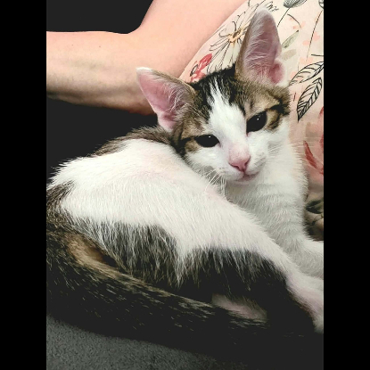 Adopter Lilith