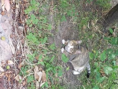 Adoption Linette
