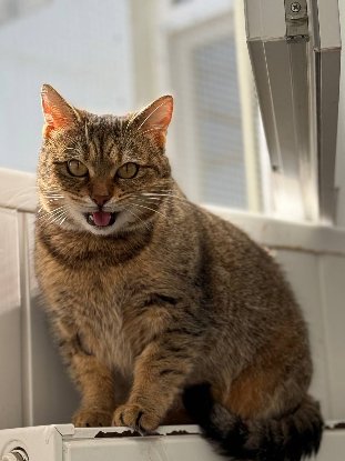 Adopter Lisbeth