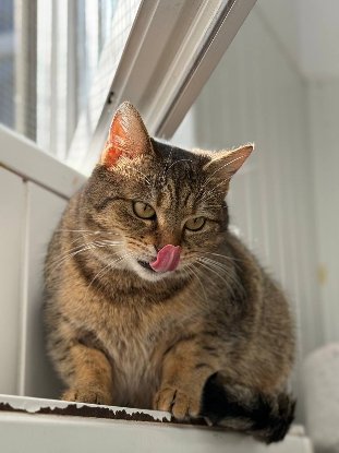 Adopter Lisbeth