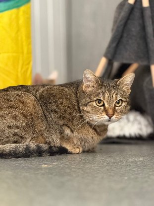 Adoption Lisbeth