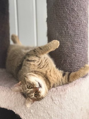 Adoption Lisbeth