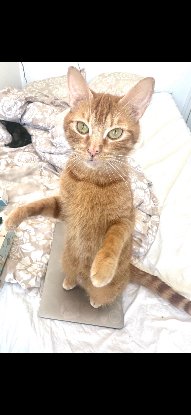 Adopter Lola