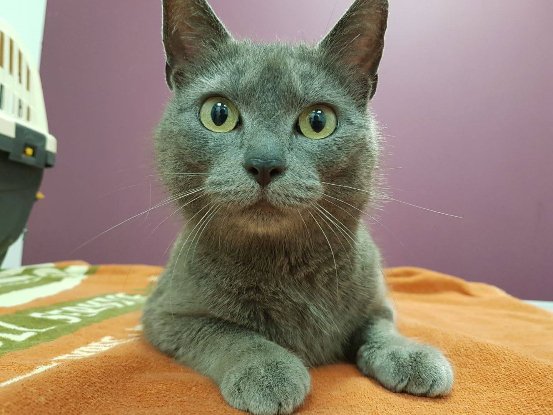 Adopter Lolita