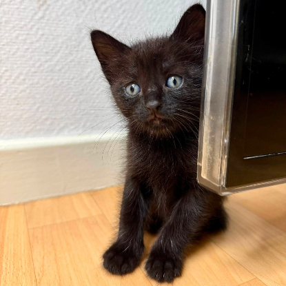 Adopter Louba