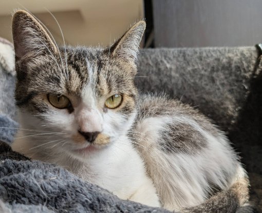 Adopter Louisa
