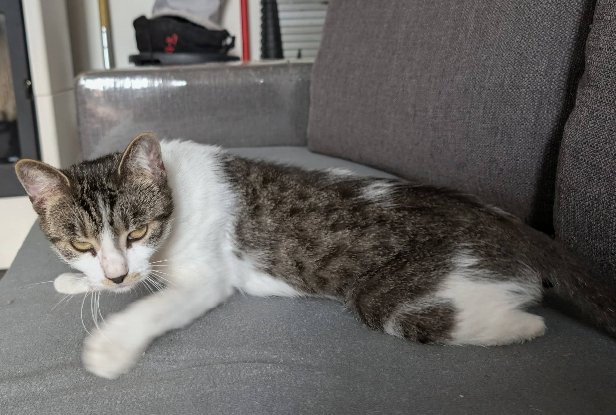 Adopter Louisa