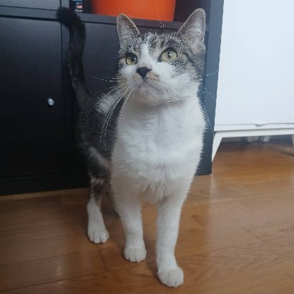 Adoption Louisa
