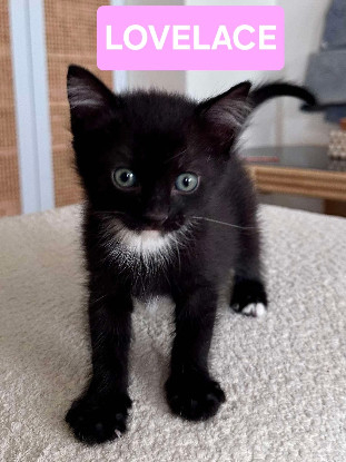 Adopter Lovelace petite de elza a en duo ou seul si déj