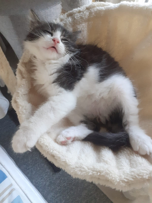 Adopter Lovy