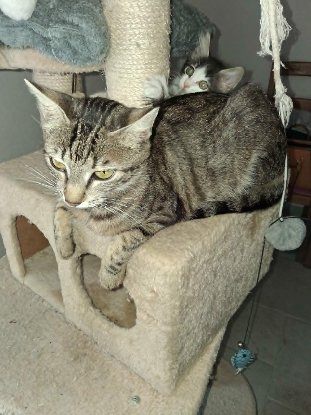 Adopter Lucie