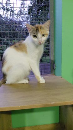 Adopter Lucinda