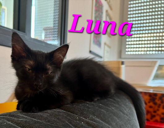 Adopter Luna