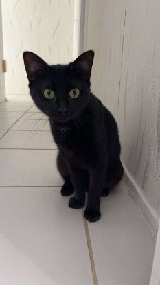 Adopter Mademoiselle