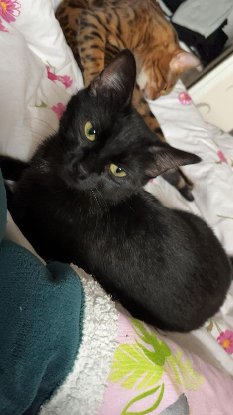Adopter Mademoiselle