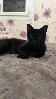 Adoption Mademoiselle