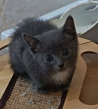Adopter Maila