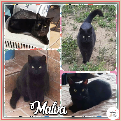 Adopter Malva