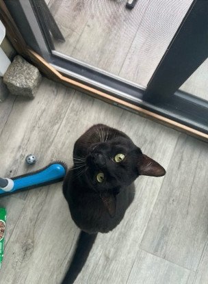 Adopter Mao