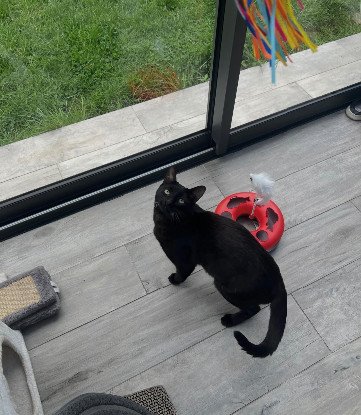 Adopter Mao