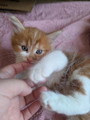 Adoption Mardi petit de gashapon