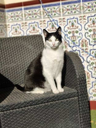 Adopter Medi