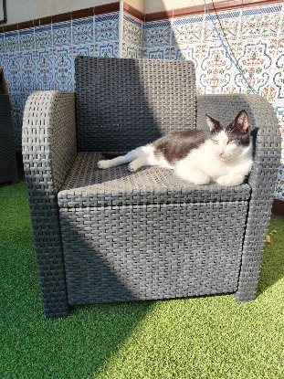 Adopter Medi