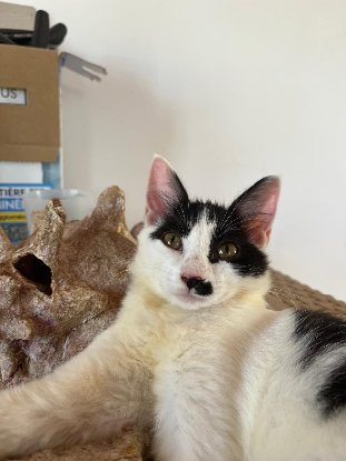 Adopter Méli