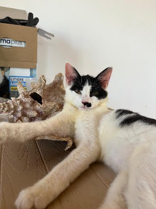 Adopter Méli