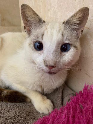 Adopter Merlin
